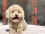 Mi̇ni̇ Boy Orji̇nal Poodle Yavrular