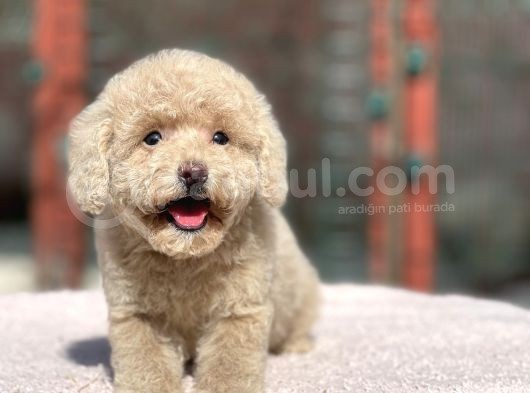 Mi̇ni̇ Boy Orji̇nal Poodle Yavrular görsel