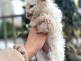 2 Aylik Erkek Maltese Terri̇er