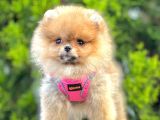 Safkan Teddy Face Pomeranian Boo Yavruları