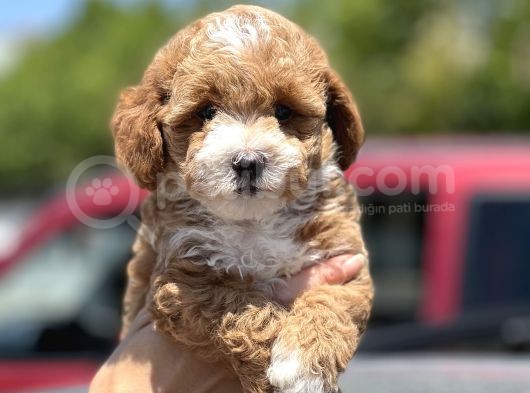 Show Kalite Maltipoo Yavrular görsel