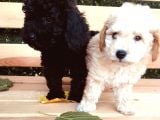 Baby Face Tuvalet Eği̇ti̇mli̇ Safkan Orji̇nal Toy Poodle Yavrular