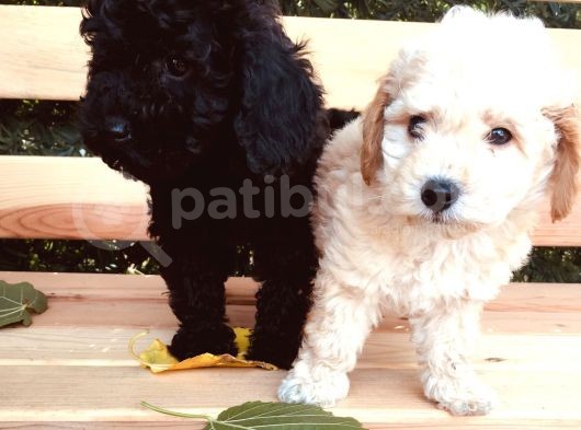 Baby Face Tuvalet Eği̇ti̇mli̇ Safkan Orji̇nal Toy Poodle Yavrular görsel