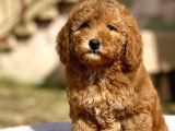 Show Kali̇te Toy Poodle Bebekler