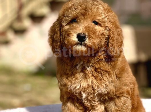 Show Kali̇te Toy Poodle Bebekler