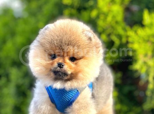 Safkan Teddy Face Pomeranian Boo Yavruları