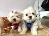 Mini Boy Maltese Ufacık Yavrular
