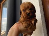 Aşılı Pasaportlu Toypoodle Bebişler