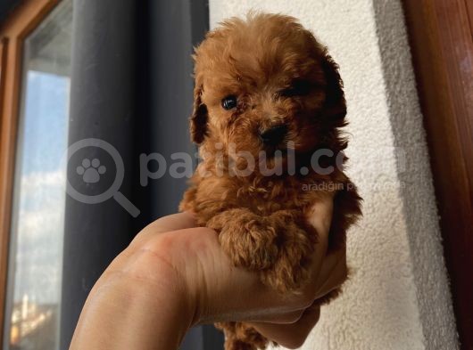 Aşılı Pasaportlu Toypoodle Bebişler görsel