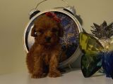 Aşılı Pasaportlu Toypoodle Bebişler