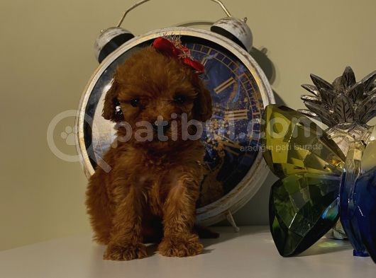 Aşılı Pasaportlu Toypoodle Bebişler görsel