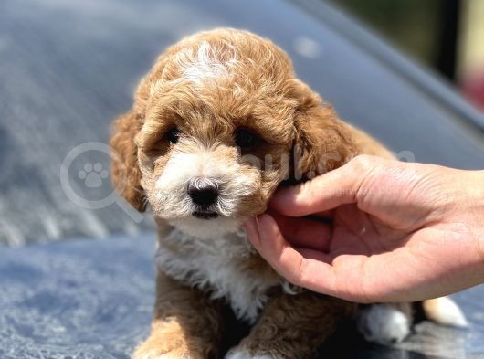 Show Kalite Maltipoo Yavrular