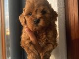 Aşılı Pasaportlu Toypoodle Bebişler