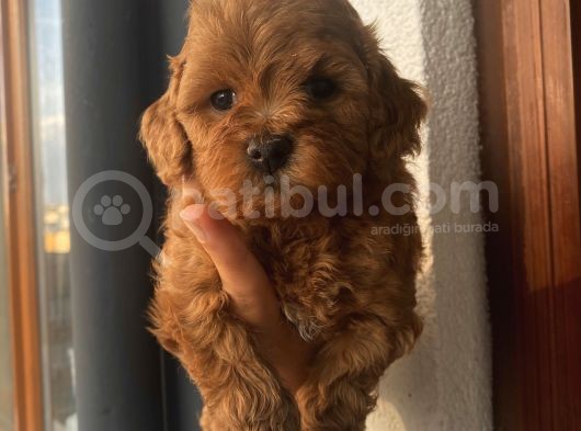 Aşılı Pasaportlu Toypoodle Bebişler görsel
