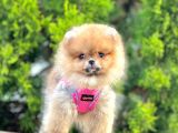 Safkan Teddy Face Pomeranian Boo Yavruları