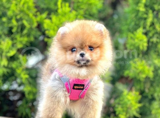 Safkan Teddy Face Pomeranian Boo Yavruları görsel