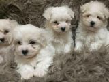 0 Numara Maltese Terrier Yavrularımız
