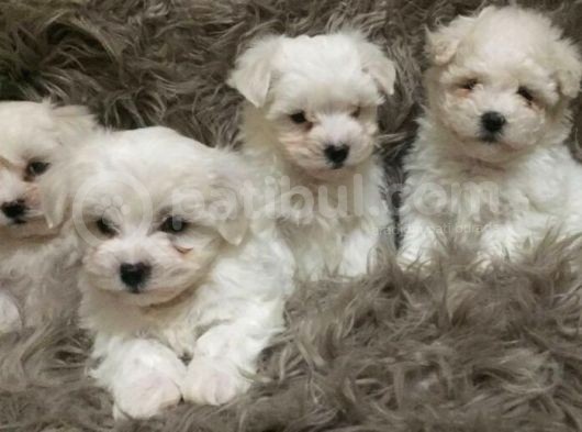 0 Numara Maltese Terrier Yavrularımız görsel