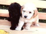 Baby Face Tuvalet Eği̇ti̇mli̇ Safkan Orji̇nal Toy Poodle Yavrular