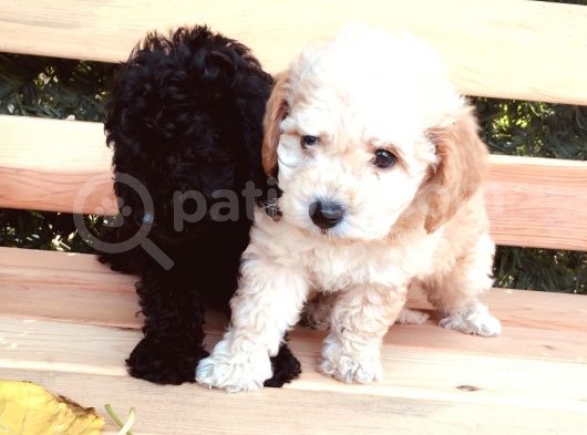 Baby Face Tuvalet Eği̇ti̇mli̇ Safkan Orji̇nal Toy Poodle Yavrular görsel