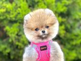 Safkan Teddy Face Pomeranian Boo Yavruları