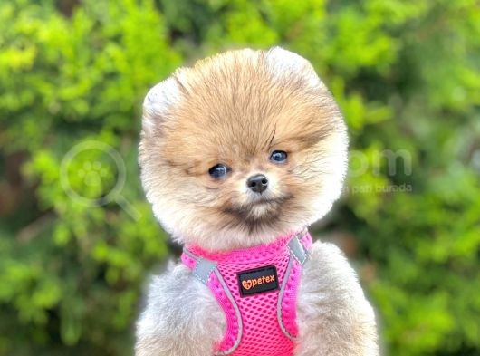 Safkan Teddy Face Pomeranian Boo Yavruları görsel