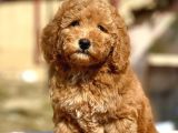 Show Kali̇te Toy Poodle Bebekler