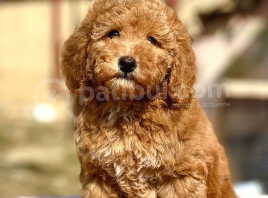 Show Kali̇te Toy Poodle Bebekler görsel
