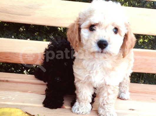 Baby Face Tuvalet Eği̇ti̇mli̇ Safkan Orji̇nal Toy Poodle Yavrular