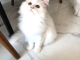 British Longhair Erkek
