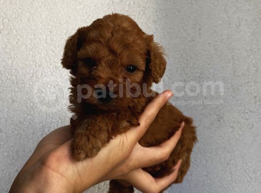 Birbirinden Oyuncu Toy Poodle Bebişlerimiz görsel