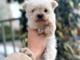 2 Aylik Erkek Maltese Terri̇er
