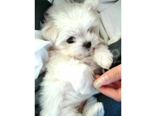 Malteseterrier Sıfır Numara Kore Orjinal Garantili Safkan görsel