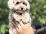 Mi̇ni̇ Boy Orji̇nal Poodle Yavrular
