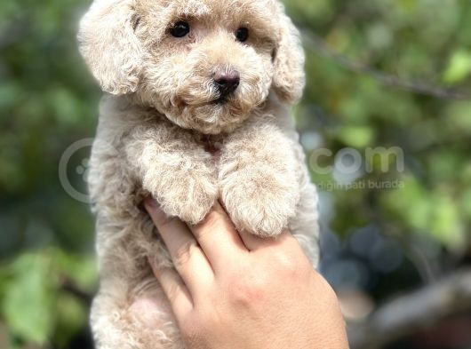 Mi̇ni̇ Boy Orji̇nal Poodle Yavrular