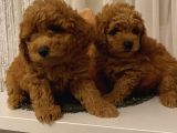 Aşılı Pasaportlu Toypoodle Bebişler