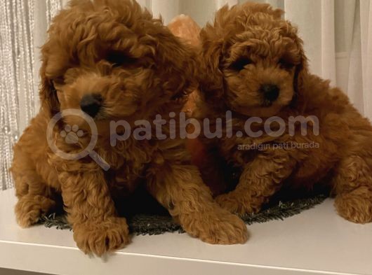 Aşılı Pasaportlu Toypoodle Bebişler