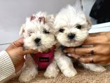 Mini Boy Maltese Ufacık Yavrular