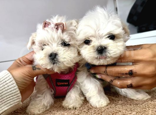Mini Boy Maltese Ufacık Yavrular