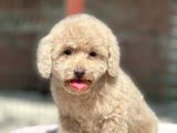 Mi̇ni̇ Boy Orji̇nal Poodle Yavrular
