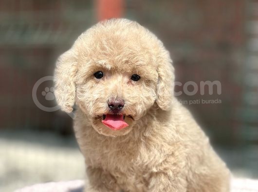 Mi̇ni̇ Boy Orji̇nal Poodle Yavrular görsel