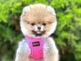 Safkan Teddy Face Pomeranian Boo Yavruları