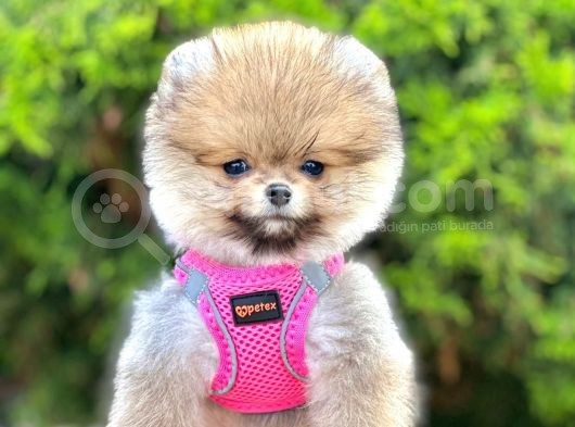 Safkan Teddy Face Pomeranian Boo Yavruları görsel