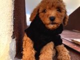 Sağlık Ve Ömür Boyu Irk Garantili Poodle Yavrularımız