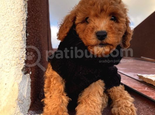Sağlık Ve Ömür Boyu Irk Garantili Poodle Yavrularımız görsel