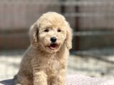 Toy Boy Orji̇nal Poodle Yavrular