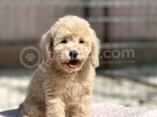 Toy Boy Orji̇nal Poodle Yavrular görsel