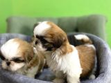 Tüy Dökmez Basık Burun Saf Kan Shih Tzu Yavrular