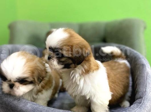 Tüy Dökmez Basık Burun Saf Kan Shih Tzu Yavrular görsel