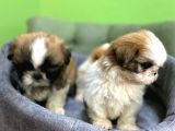 Tüy Dökmez Basık Burun Saf Kan Shih Tzu Yavrular